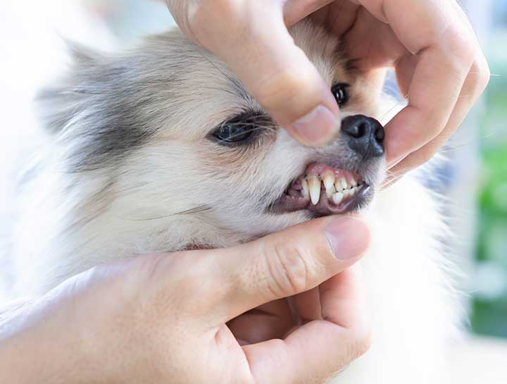 Grand Blanc Pet Dentist